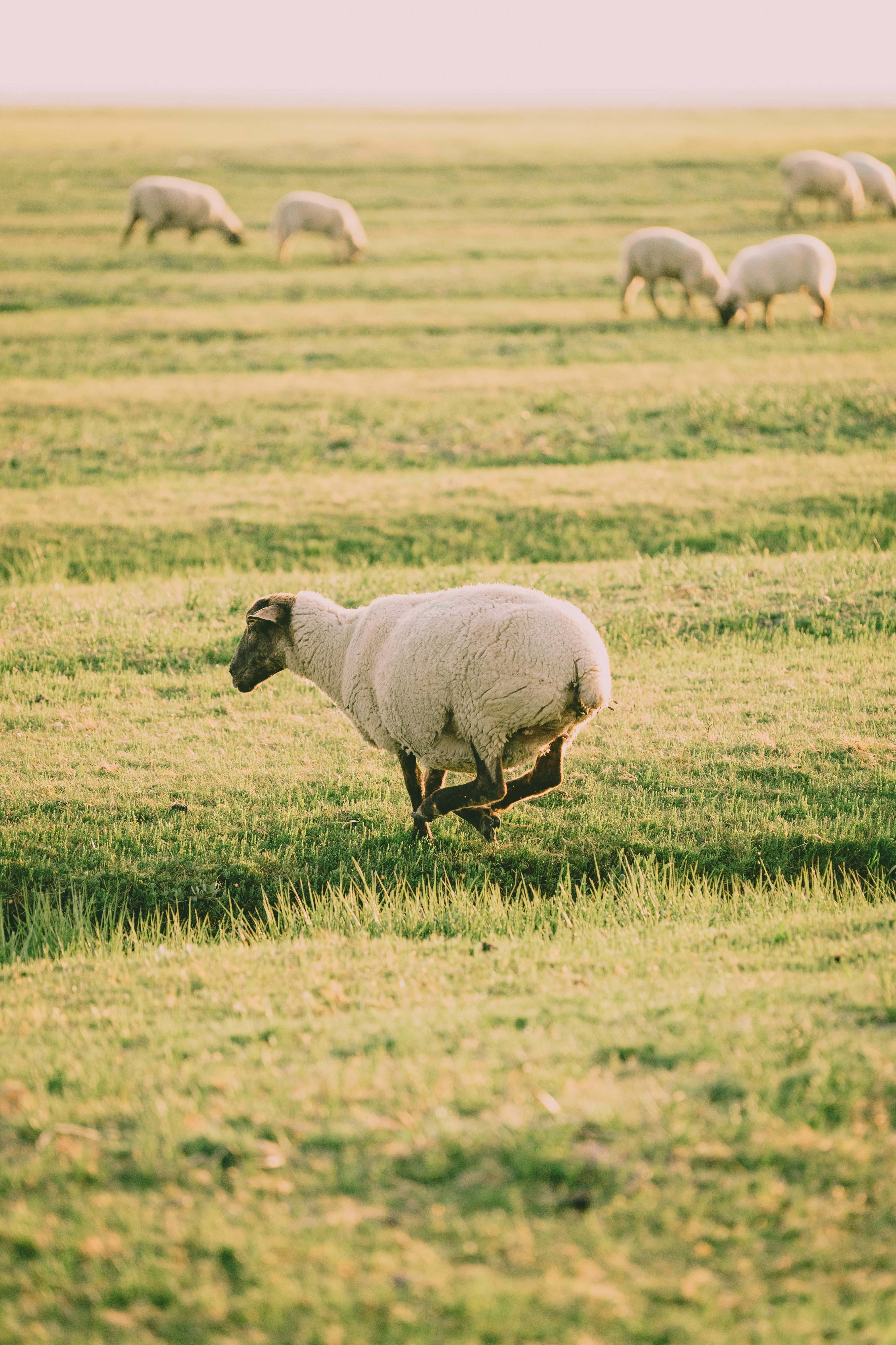 herd of sheep on green grass field during daytime